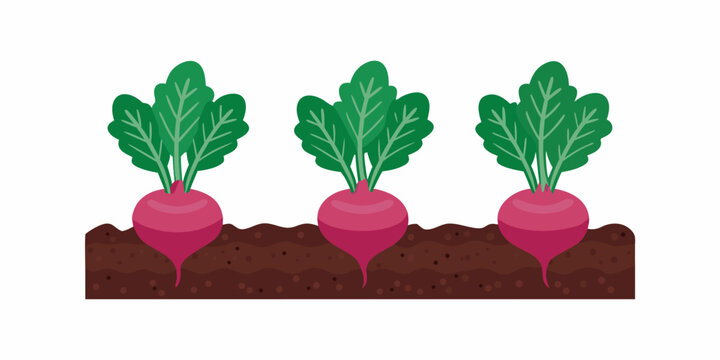 three beets growing in soil flat illustration