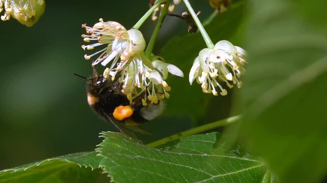 Bumblebee. linden flower. Nature. spring summer. close-up slow-motion.