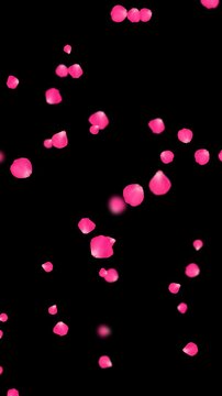 realistic pink rose petals falling isolated alpha channel animation, romantic flower valentine love and marriage vertical social media motion design element