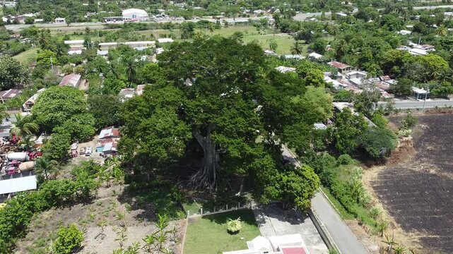 La ceiba de Santiago