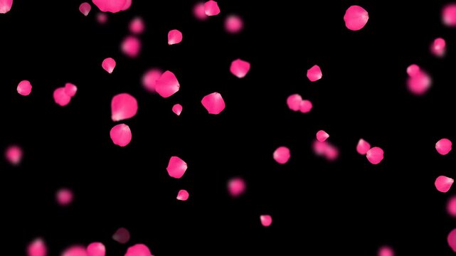 realistic pink rose petals falling isolated alpha channel animation, romantic flower valentine love and marriage social media motion design element