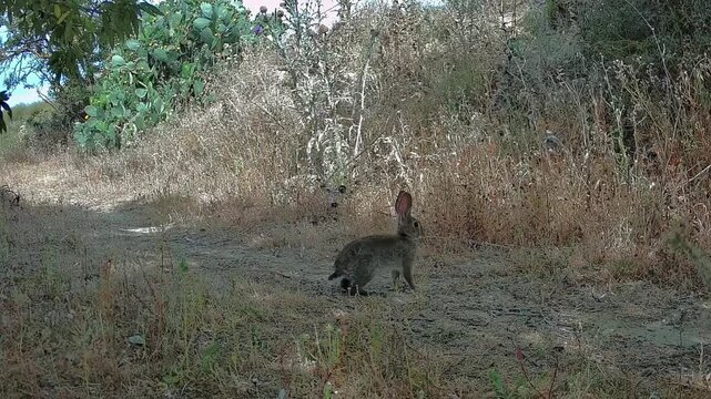 Lapin de Garenne dans la campagne M&eacute;diterran&eacute;enne