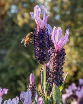 Lavender Bee