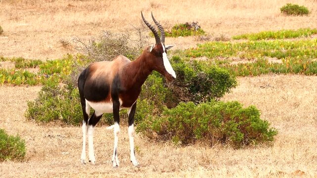bontebok, Damaliscus pygargus, standing in Fynbos, looking around 404
