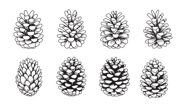 Collection of hand drawn detailed pine cones isolated on transparent background vintage forest art.