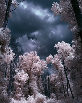 Inspiring Moody Infrared Forest Landscape: Dramatic Pink Trees and Clouds Under Overcast Sky