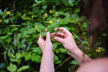 Fototapeta premium Woman hands exploring green leaves and forest plants. unrecognizable person