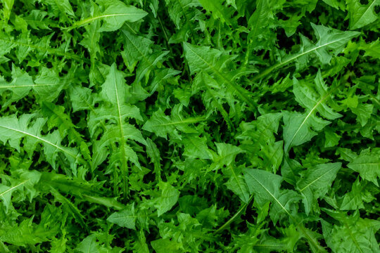 Dandelion leaves full frame wild herb green texture background