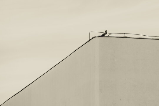 Minimalist urban composition with a pigeon on a building rooftop - Sepia toned architectural geometry