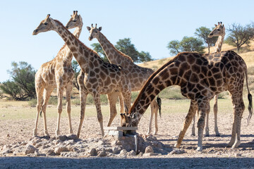 Tower of Cape or South African Giraffes (Giraffa camelopardalis giraffa) at waterhole Kgalagadi Transfrontier Park, Kalahari, South Africa © gozzoli