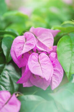 Bougainvillea blossom highlights tropical beauty
