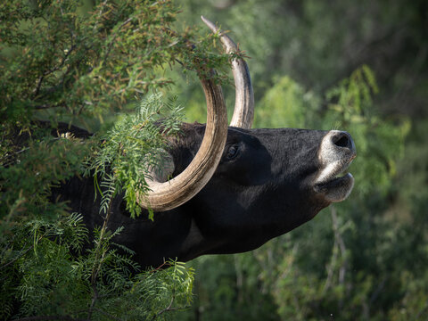 long horned cow mooing