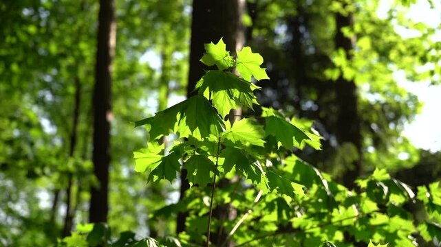Green maple leaves gently swaying in the breeze with warm sunlight filtering through the canopy. Peaceful nature scene featuring natural movement, soft light and relaxing outdoor atmosphere