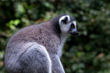 Obraz premium a ring-tailed lemur is preparing to jump