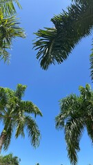 palm trees against blue sky © Emiliia