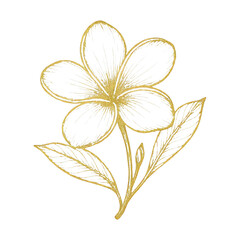 Obraz premium PNG Elegant gold floral illustration