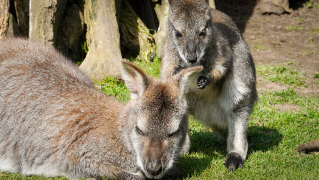 At Manor Wildlife Park, a Parma wallaby rests on the grass as another gently grooms around its ear, creating a calm animal care moment with soft fur, shade and sunlit trees.