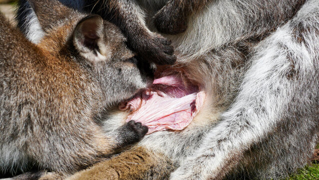 A parma wallaby joey nurses at an adult's open pouch at Manor Wildlife Park, an intimate close-up of maternal care and marsupial behaviour with textured fur and warm daylight.