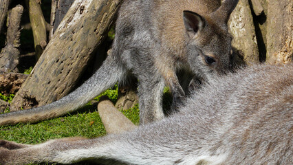 A Parma wallaby leans towards another resting wallaby among logs and grass at Manor Wildlife Park, capturing close social contact, soft fur texture and a gentle marsupial moment. © 3 Eyed Raven