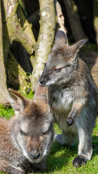 A Parma wallaby at Manor Wildlife Park stands beside a resting companion on sunlit grass, gently grooming its head among tree trunks in a quiet moment of animal care.