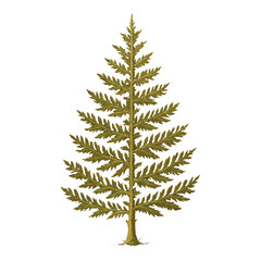Obraz premium PNG Vintage botanical illustration evergreen tree.