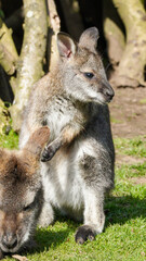 Fototapeta premium A parma wallaby at Manor Wildlife Park pauses on grass beside a partially seen companion, with raised ears and tucked forelimbs in a gentle moment of marsupial behaviour.