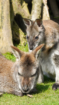 A quiet moment between two Parma wallabies at Manor Wildlife Park, with one resting on grass as the other leans close, suggesting gentle companionship and calm animal behaviour.