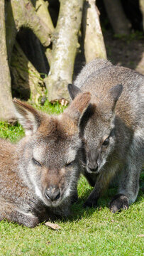 A Parma wallaby joey leans into an adult resting on grass at Manor Wildlife Park, creating a gentle moment of closeness among tree trunks and dappled sunlight.