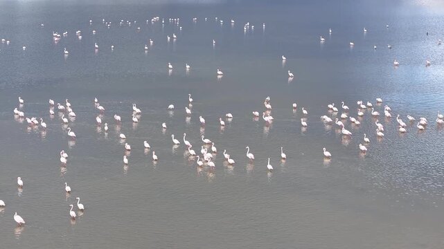 Flamingos Reflections Drone Video, Afyonkarahisar Turkiye (Turkey)