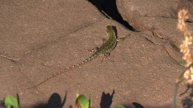 Green lizard on a rock