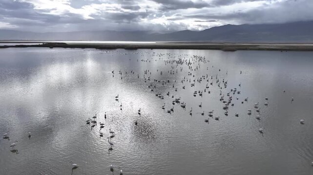 Flamingos Reflections Drone Video, Afyonkarahisar Turkiye (Turkey)