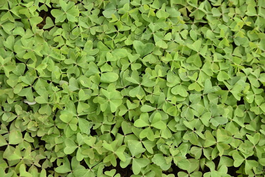 Trifolium pratense au printemps