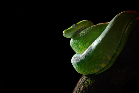 A tree python resting on a tree branch