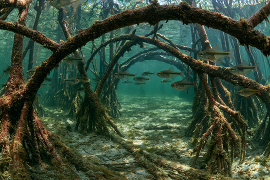 Mangrove Underwater Ecosystem: Explore Marine Life and Diverse Habitat of Tropical Fish and Submerged Flora
