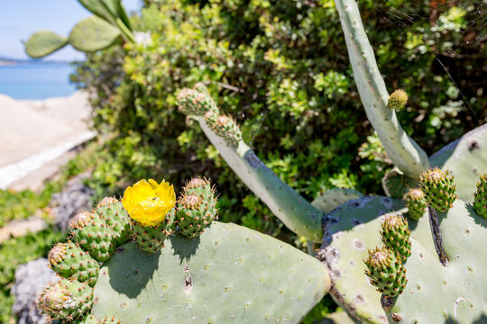 Yellow flower on a cactus plant near the beach, Ammoulliani, Greece