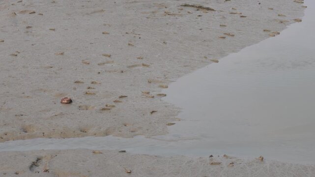 Walking Snakehead Fish Crawling Across Wet Sandy Beach at Low Tide