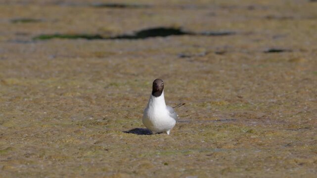
Black-headed gull on a pond looking for food