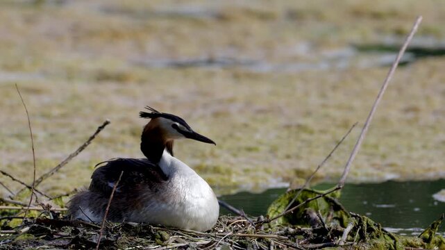 Great Crested Grebe near its nest close up