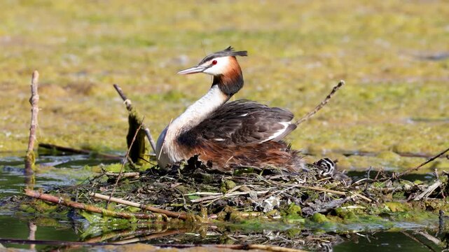 Great Crested Grebe near its nest close up