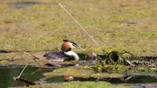 Great Crested Grebe near its nest close up