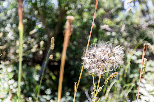 Dandelion that is growing in the grass, Ammoulliani, Greece