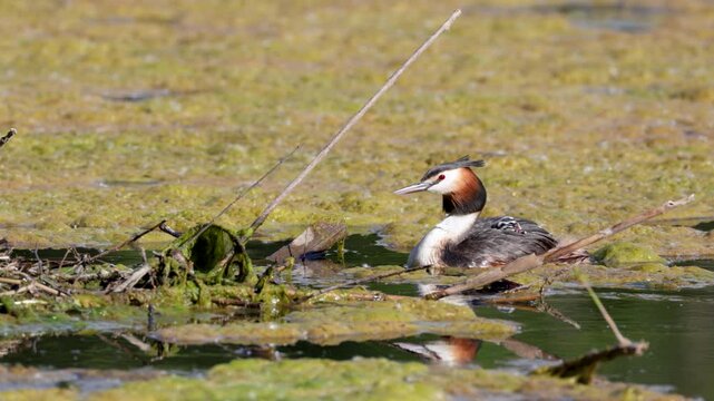 Great Crested Grebe near its nest close up