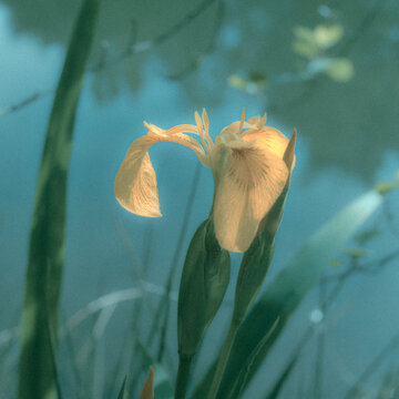 flower in the water