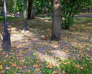 Red squirrel standing in the autumn city park © Dmitry