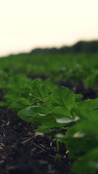Agriculture, Young green leaves in farmland, Rural scene of renewal, Row planting technique, Spring growth, Fresh soil for crops, Crop field perspective, Plant health in spring, Earth and agriculture