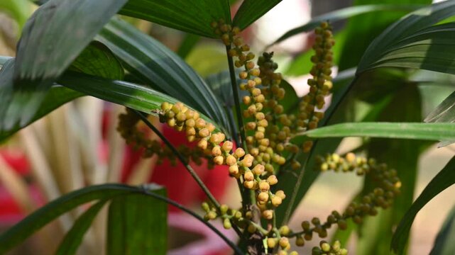 Rhapis gracilis or&nbsp;slender bamboo palm flowers. It&nbsp;is a multi-stemmed&nbsp;palm tree&nbsp;native to southern&nbsp;China. Its stems are thin to only 10 mm in diameter.