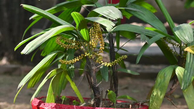 Rhapis gracilis or&nbsp;slender bamboo palm flowers. It&nbsp;is a multi-stemmed&nbsp;palm tree&nbsp;native to southern&nbsp;China. Its stems are thin to only 10 mm in diameter.