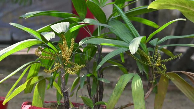 Rhapis gracilis or&nbsp;slender bamboo palm flowers. It&nbsp;is a multi-stemmed&nbsp;palm tree&nbsp;native to southern&nbsp;China. Its stems are thin to only 10 mm in diameter.