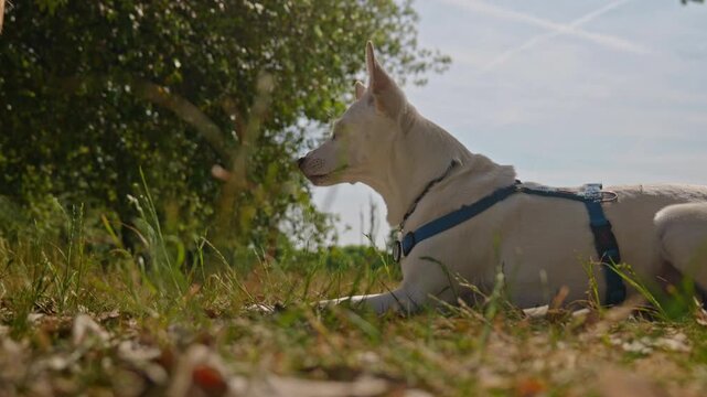 Smart white pet dog spinning around its axis obeying commands on a green grass field