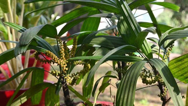 Rhapis gracilis or&nbsp;slender bamboo palm flowers. It&nbsp;is a multi-stemmed&nbsp;palm tree&nbsp;native to southern&nbsp;China. Its stems are thin to only 10 mm in diameter.
